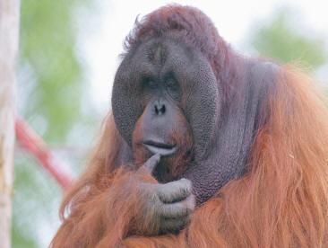Monkey World Ape Rescue Centre Dorset - Main Image Monkey World Ape Rescue Centre Dorset - Main Image