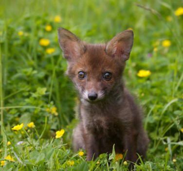 St Tiggywinkles Wildlife Hospital Buckinghamshire - Second Image St Tiggywinkles Wildlife Hospital Buckinghamshire - Second Image