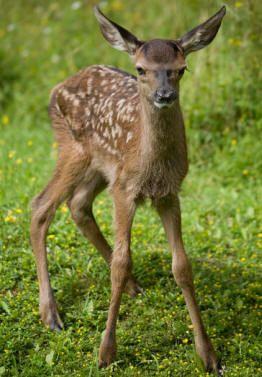 St Tiggywinkles Wildlife Hospital Buckinghamshire - Third Image St Tiggywinkles Wildlife Hospital Buckinghamshire - Third Image