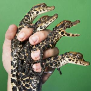 Crocodiles of the World Zoo Workshops Oxfordshire - Third Image