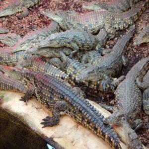 Crocodiles of the World Zoo Workshops Oxfordshire - Forth Image