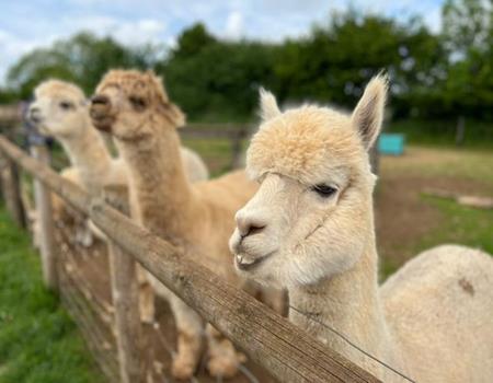 Fairytale Farm Visitor Attraction Oxfordshire - Forth Image Fairytale Farm Visitor Attraction Oxfordshire - Forth Image