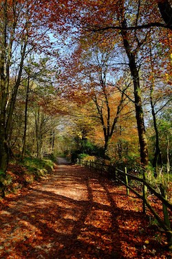 Ingleborough Cave & Ingleborough Estate Nature Trail Yorkshire Dales - Forth Image Ingleborough Cave & Ingleborough Estate Nature Trail Yorkshire Dales - Forth Image