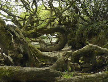 RSPB Medmerry and Pagham and Pulborough Brooks Nature Reserves - Second Image