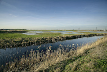 RSPB Rainham Marshes Nature Reserve - Main Image RSPB Rainham Marshes Nature Reserve - Main Image