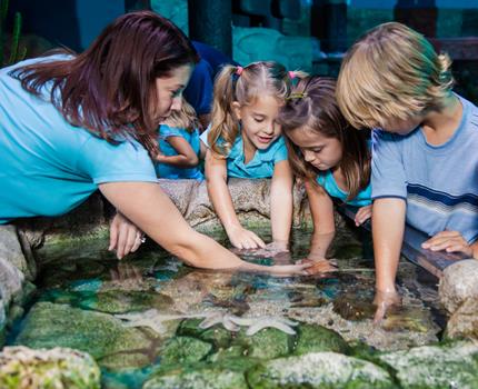 SEA LIFE Weymouth Adventure Park and Aquarium - Main Image
