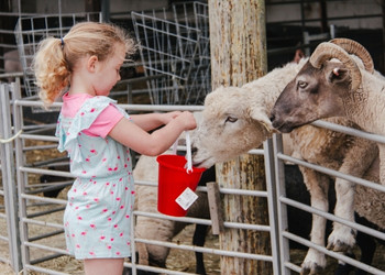 Cholderton Rare Breeds Farm Park and Animal Experiences Salisbury, Wiltshire - Forth Image Cholderton Rare Breeds Farm Park and Animal Experiences Salisbury, Wiltshire - Forth Image