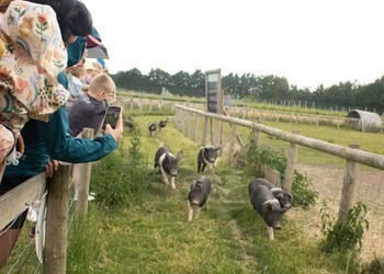Cholderton Rare Breeds Farm Park and Animal Experiences Salisbury, Wiltshire - Main Image