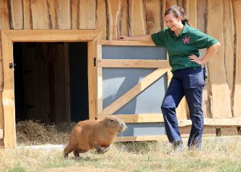 Hobbledown Heath Themed Adventure Activity Park and Zoo Hounslow London - Forth Image