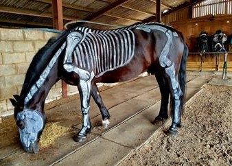 Rein and Shine Equestrian Centre - Main Image